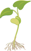SMALL